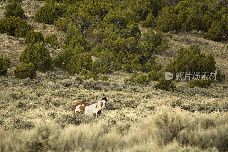 在科罗拉多州西北部的土地管理局的Vermillion Bluffs附近的野马